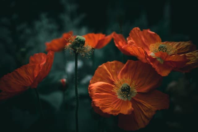 Poppies in ember light