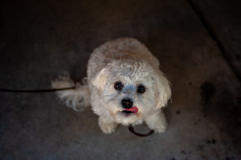 A small white dog looking up at the camera